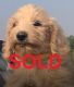 Labradoodle Puppies for sale in Newberry Springs, CA 92365, USA. price: $1,000