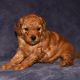 Labradoodle Puppies for sale in 2222 Plastics Dr, Gastonia, NC 28054, USA. price: $3,149