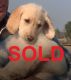 Labradoodle Puppies for sale in Newberry Springs, CA 92365, USA. price: $1,000