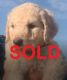 Labradoodle Puppies for sale in Newberry Springs, CA 92365, USA. price: $1,200