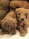 Labradoodle Puppies for sale in Clackamas, OR, USA. price: NA