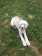 Labradoodle Puppies for sale in Washington, DC 20003, USA. price: $800