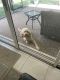 Labradoodle Puppies for sale in Boca Raton, FL, USA. price: NA