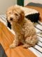 Labradoodle Puppies for sale in Seattle, WA, USA. price: NA