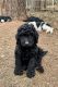 Labradoodle Puppies for sale in Houston, TX, USA. price: $1,650