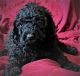 Labradoodle Puppies for sale in Houston, TX, USA. price: $950