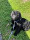 Labradoodle Puppies for sale in Huffman, TX 77336, USA. price: $1,500