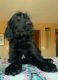 Labradoodle Puppies for sale in Yavapai County, AZ, USA. price: NA