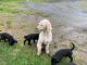 Labradoodle Puppies for sale in Port Orchard, WA, USA. price: NA