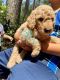 Labradoodle Pups and Goldendoodle Pups