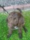 Reese (Female) Labradoodle Puppy
