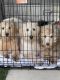 3 Adorable Labradoodle puppies. 1,150 ea Fully vax