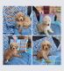 Mini Labradoodles-Ready for Forever homes