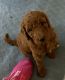 Red Baby Wavy 6 Week F2 Labradoodle