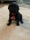 Labradoodle Puppies for sale in Boise, ID, USA. price: $800