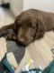 Labradoodle Puppies for sale in Kuna, ID 83634, USA. price: $400