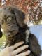 Labradoodle Puppies for sale in Idaho Falls, ID 83406, USA. price: $500
