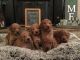 Labradoodle Puppies for sale in Ellerbe, NC 28338, USA. price: NA