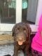 Labradoodle Puppies for sale in Epping, NH 03042, USA. price: NA