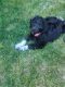 Labradoodle Puppies for sale in Portland, OR, USA. price: NA