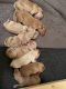 Labradoodle Puppies for sale in Port Charlotte, FL, USA. price: NA