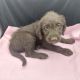 Labradoodle Puppies for sale in Caldwell, ID, USA. price: $500