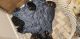 Labradoodle Puppies for sale in Anna Maria, FL, USA. price: NA