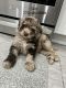 Labradoodle Puppies for sale in Chicago, IL 60656, USA. price: NA