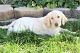Labradoodle Puppies for sale in Sugar City, ID, USA. price: $150