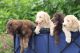 Labradoodle Puppies for sale in Ocala, FL, USA. price: NA