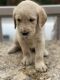 Labradoodle Puppies for sale in Battle Ground, WA, USA. price: NA