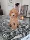 Labradoodle Puppies for sale in Sarasota, FL, USA. price: NA