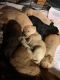 Labradoodle Puppies for sale in Roy, WA 98580, USA. price: NA
