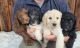 Labradoodle Puppies for sale in Spokane, WA, USA. price: $900