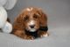 Labradoodle Puppies for sale in Port Orchard, WA, USA. price: $3,500