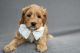 Labradoodle Puppies for sale in Port Orchard, WA, USA. price: NA