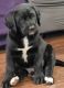 Labradoodle Puppies for sale in Spanaway, WA, USA. price: $600