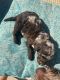 Labradoodle Puppies for sale in Englewood, FL, USA. price: NA