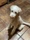 Labradoodle Puppies for sale in Mesa, AZ 85202, USA. price: $100