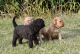 Labradoodle Puppies for sale in Mesa, AZ, USA. price: $1,700