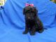 Labradoodle Puppies for sale in Hacienda Heights, CA, USA. price: NA