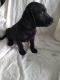Labradoodle Puppies for sale in Jackson, MN 56143, USA. price: NA