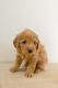 Labradoodle Puppies for sale in Saratoga Springs, UT 84045, USA. price: $900