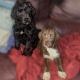 Labradoodle Puppies for sale in Whitney, NV, USA. price: $300
