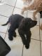 Labradoodle Puppies for sale in Las Vegas, NV, USA. price: $2,000