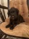 Labradoodle Puppies for sale in Ashton, MI 49677, USA. price: $1,200