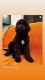 Labradoodle Puppies for sale in Gilbert, AZ, USA. price: $500