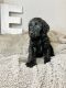 Labradoodle Puppies for sale in Camas, WA, USA. price: $1,200