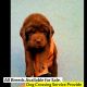 Labradoodle Puppies for sale in Cuttack, Odisha, India. price: 10000 INR