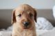 Labradoodle Puppies for sale in Chelsea, MI 48118, USA. price: $950